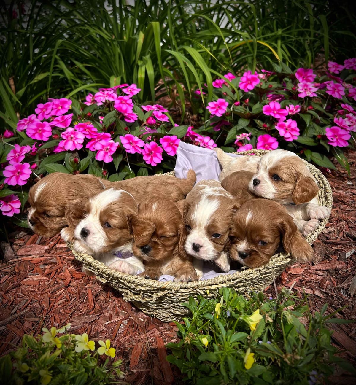 AKC Cavalier King Charles Spaniel breeder image 1