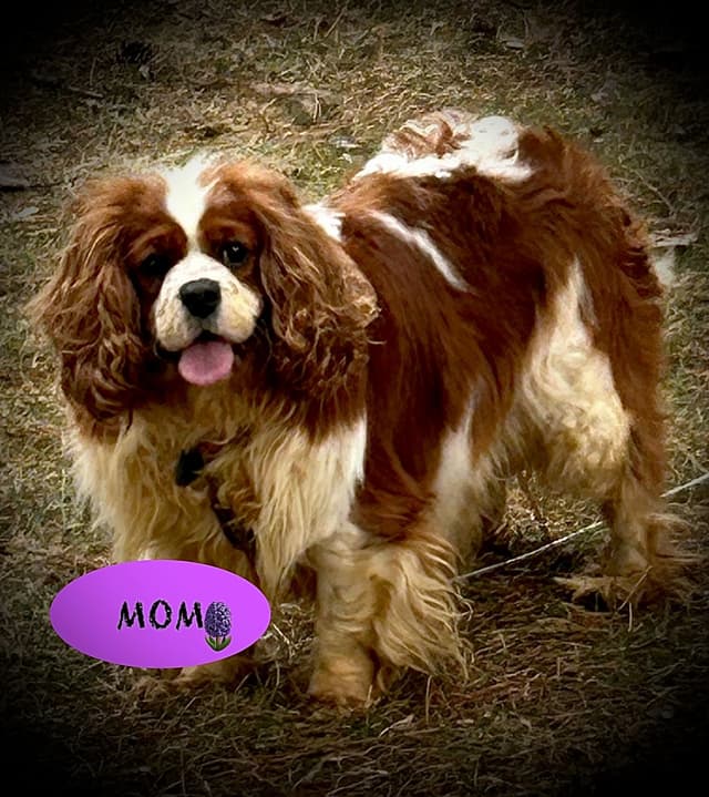 AKC Cavalier King Charles Spaniel media 8