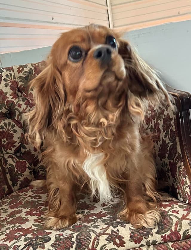 AKC Cavalier King Charles Spaniel media 9