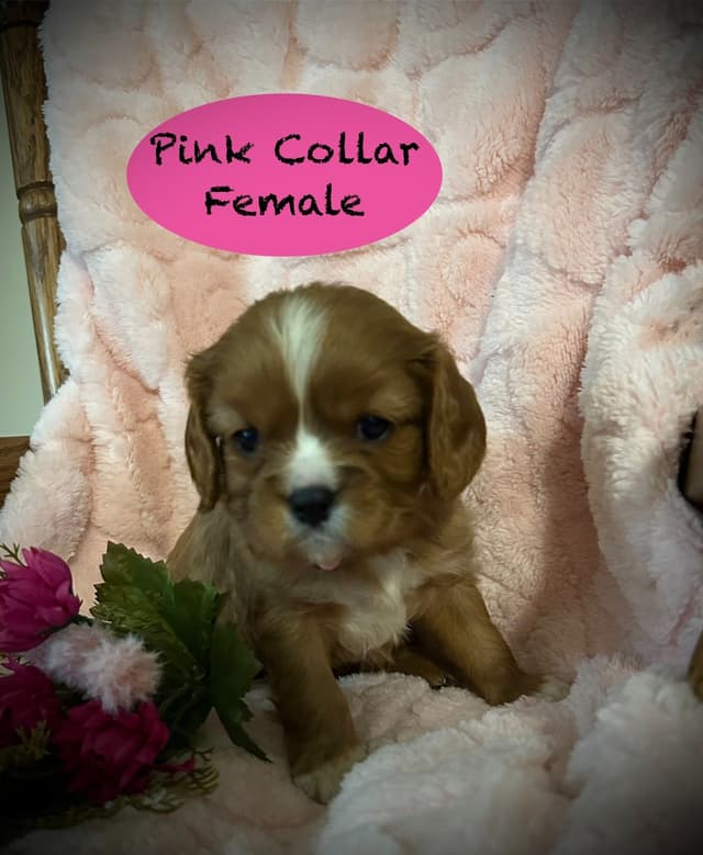 AKC Cavalier King Charles Spaniel media 5