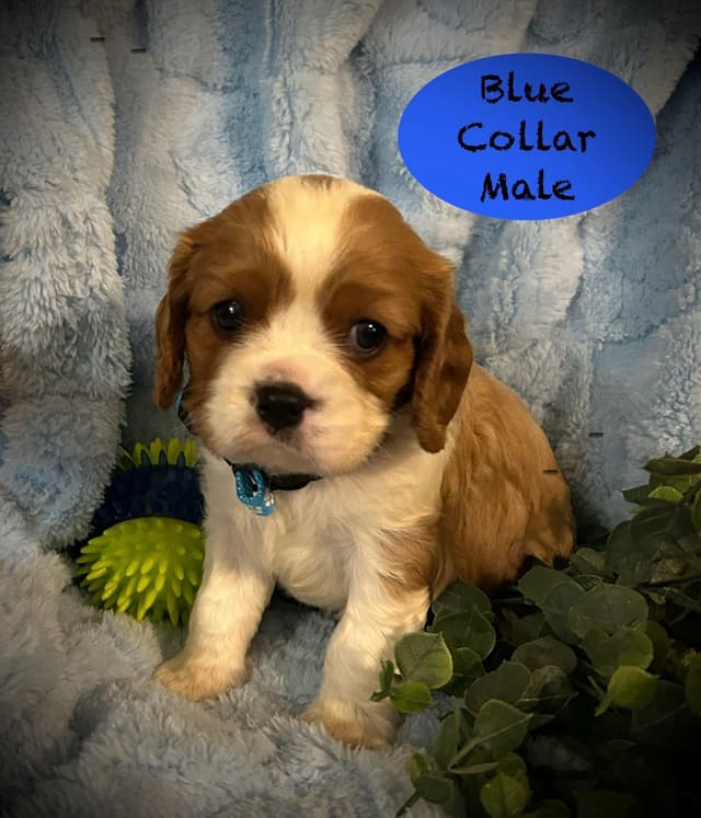 AKC Cavalier King Charles Spaniel media 6