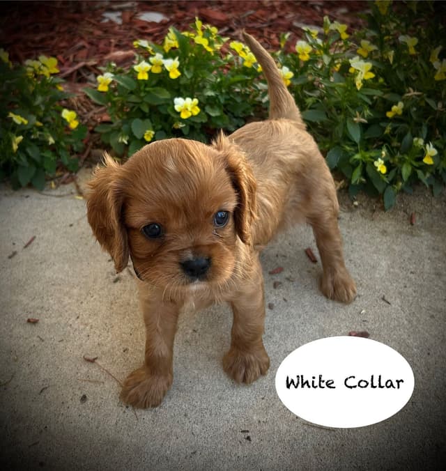 AKC Cavalier King Charles Spaniel media 4