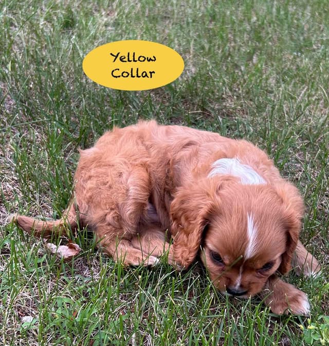 AKC Cavalier King Charles Spaniel media 3