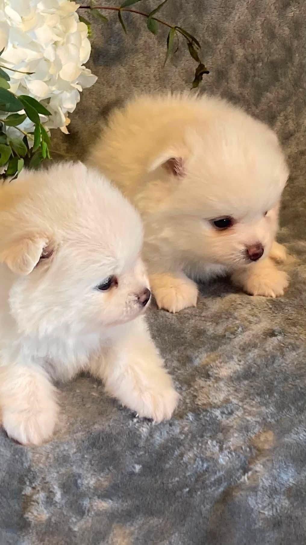 White Puffs & Personality breeder image 4