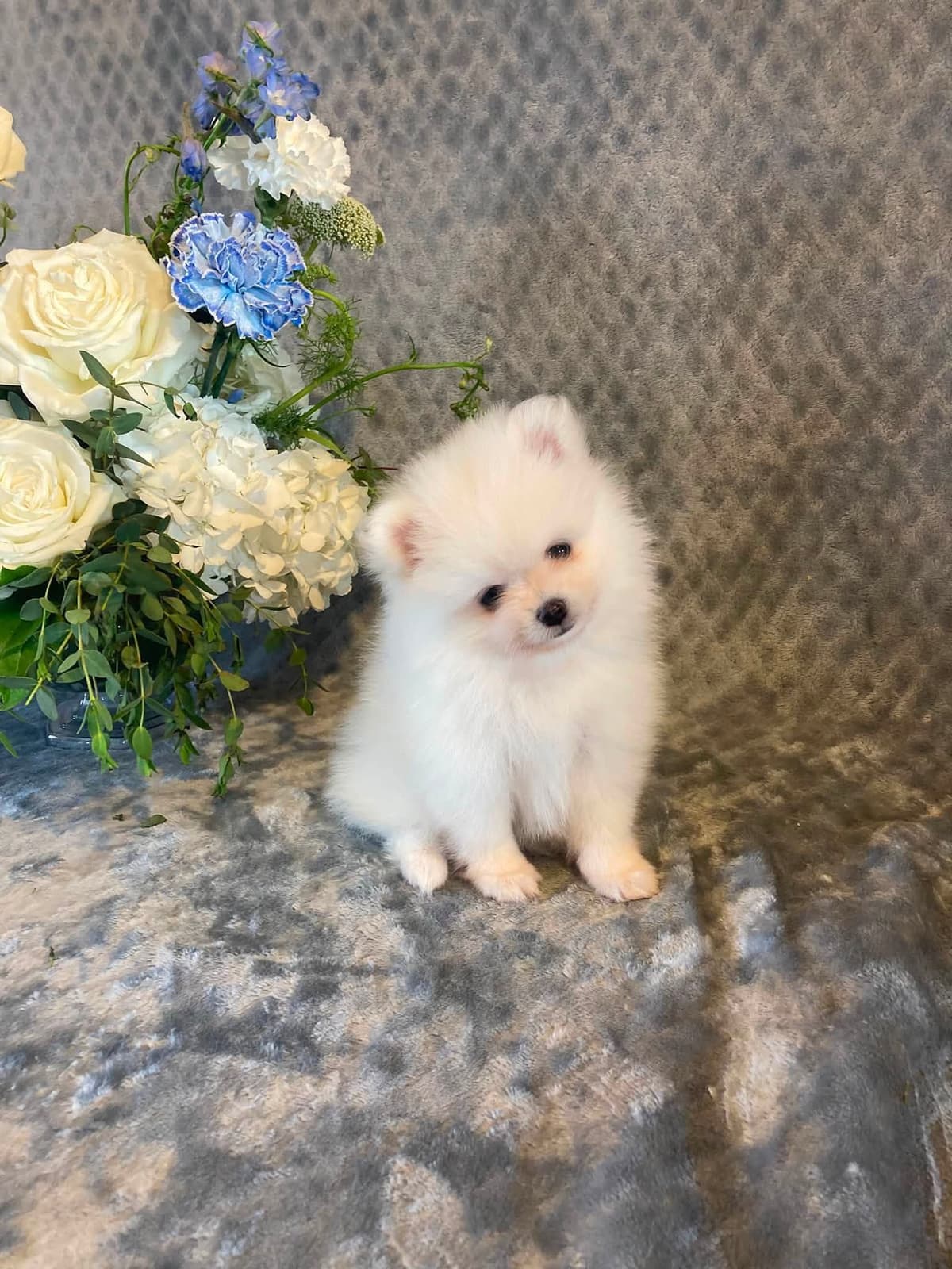 White Puffs & Personality breeder image 6