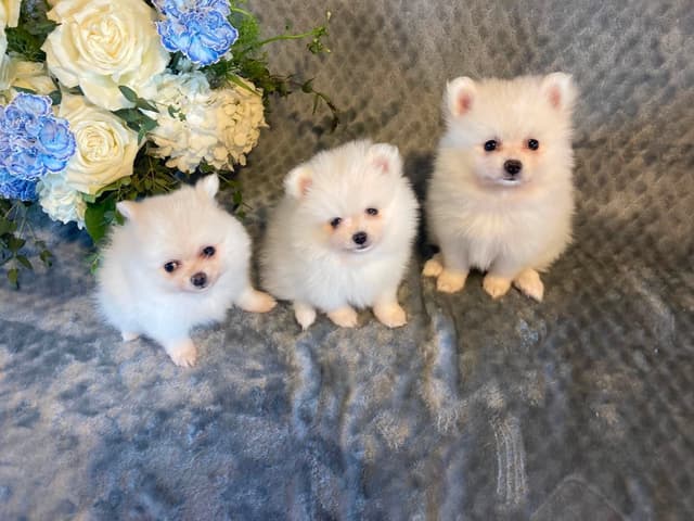 White Puffs & Personality media 2
