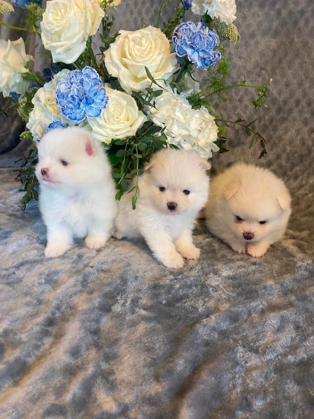 White Puffs & Personality media 5