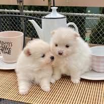 White Puffs & Personality media 6