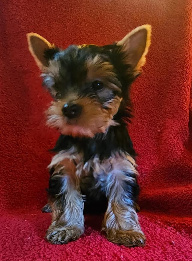 Yorkshire Terrier Puppies media 2