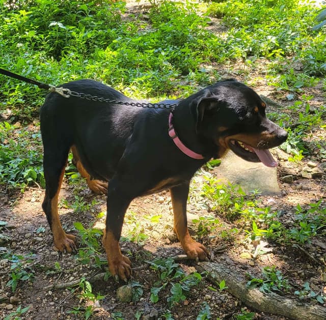 Champion Line Rottweiler Puppies media 2