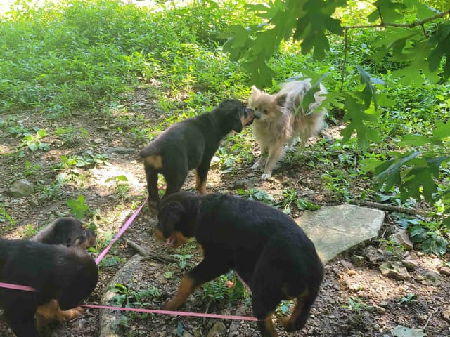 Champion Line Rottweiler Puppies media 3