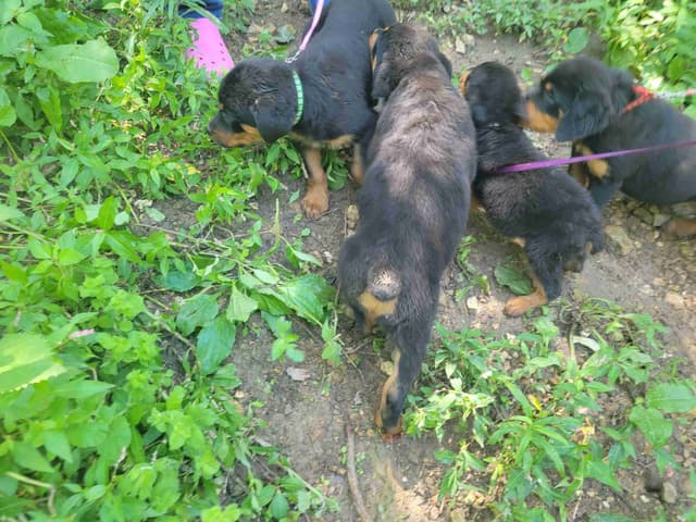 Champion Line Rottweiler Puppies media 4