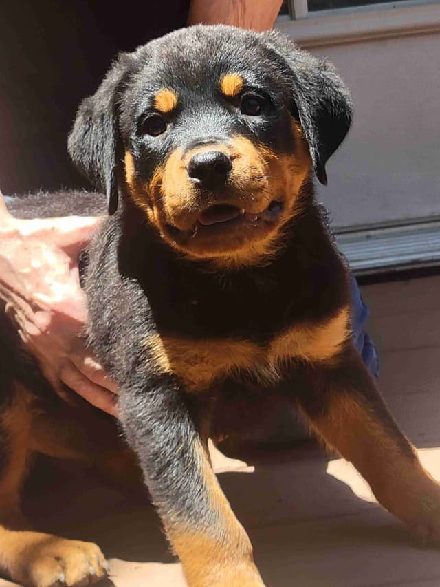 Champion Line Rottweiler Puppies media 5