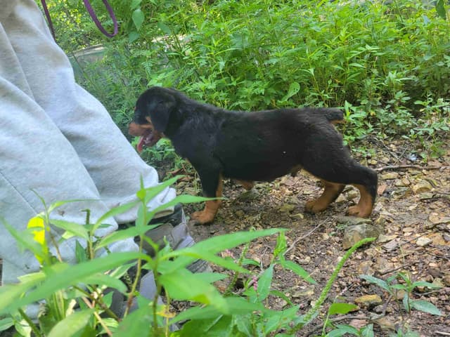 Champion Line Rottweiler Puppies media 6