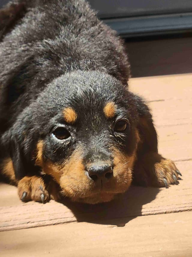 Champion Line Rottweiler Puppies media 7
