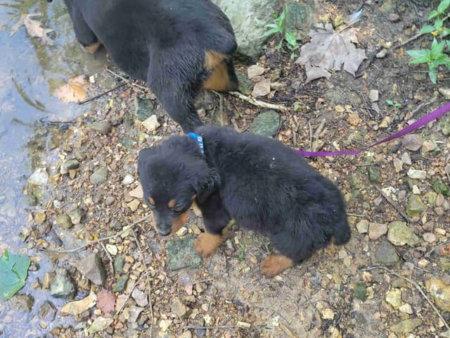 Champion Line Rottweiler Puppies media 8