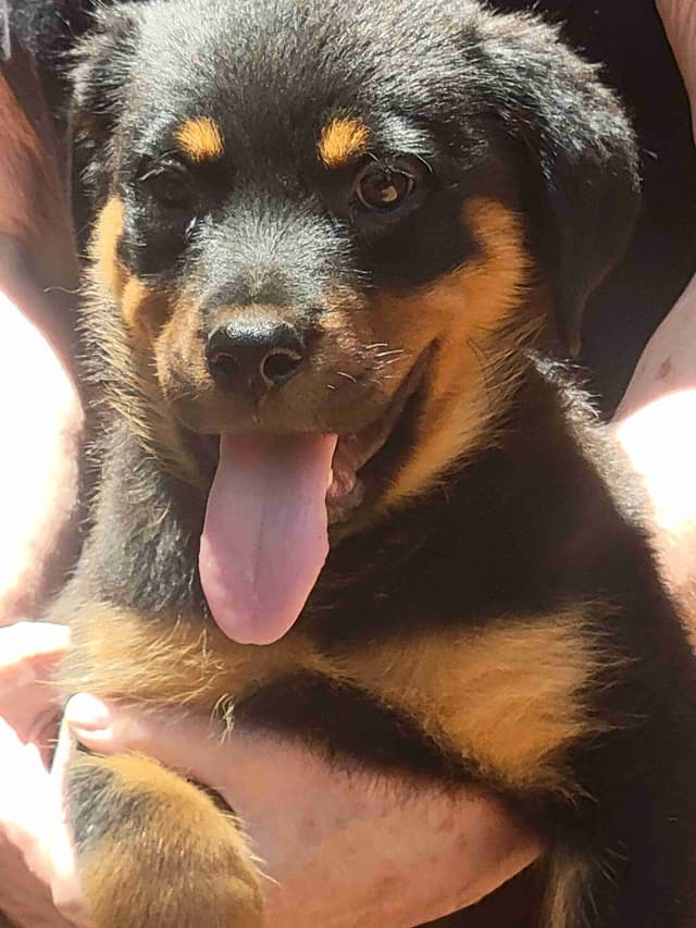 Champion Line Rottweiler Puppies media 9