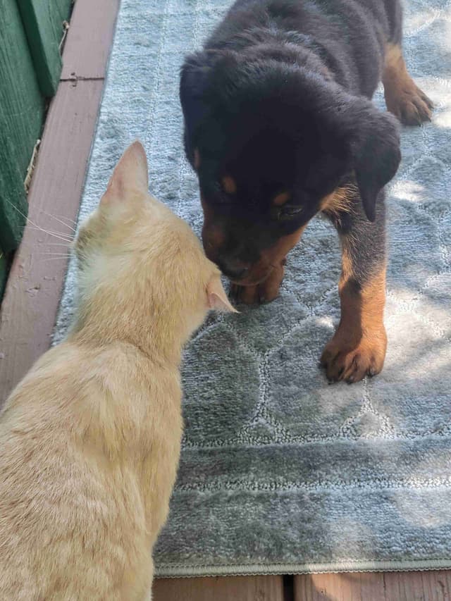 Champion Line Rottweiler Puppies media 10