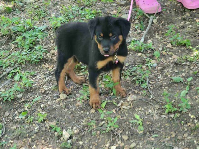 Champion Line Rottweiler Puppies media 11