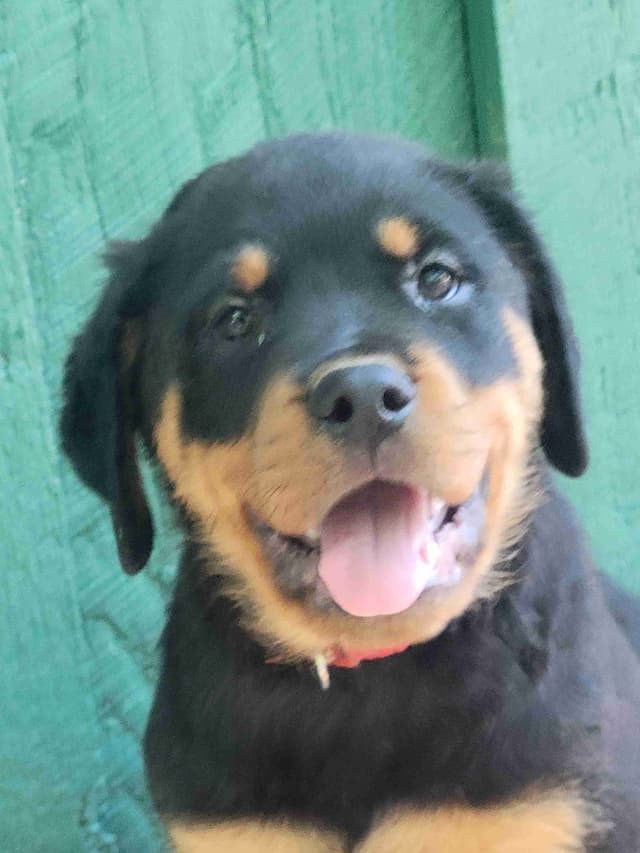 Champion Line Rottweiler Puppies media 12
