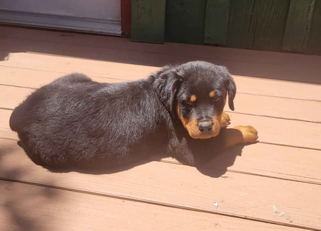 Champion Line Rottweiler Puppies media 13