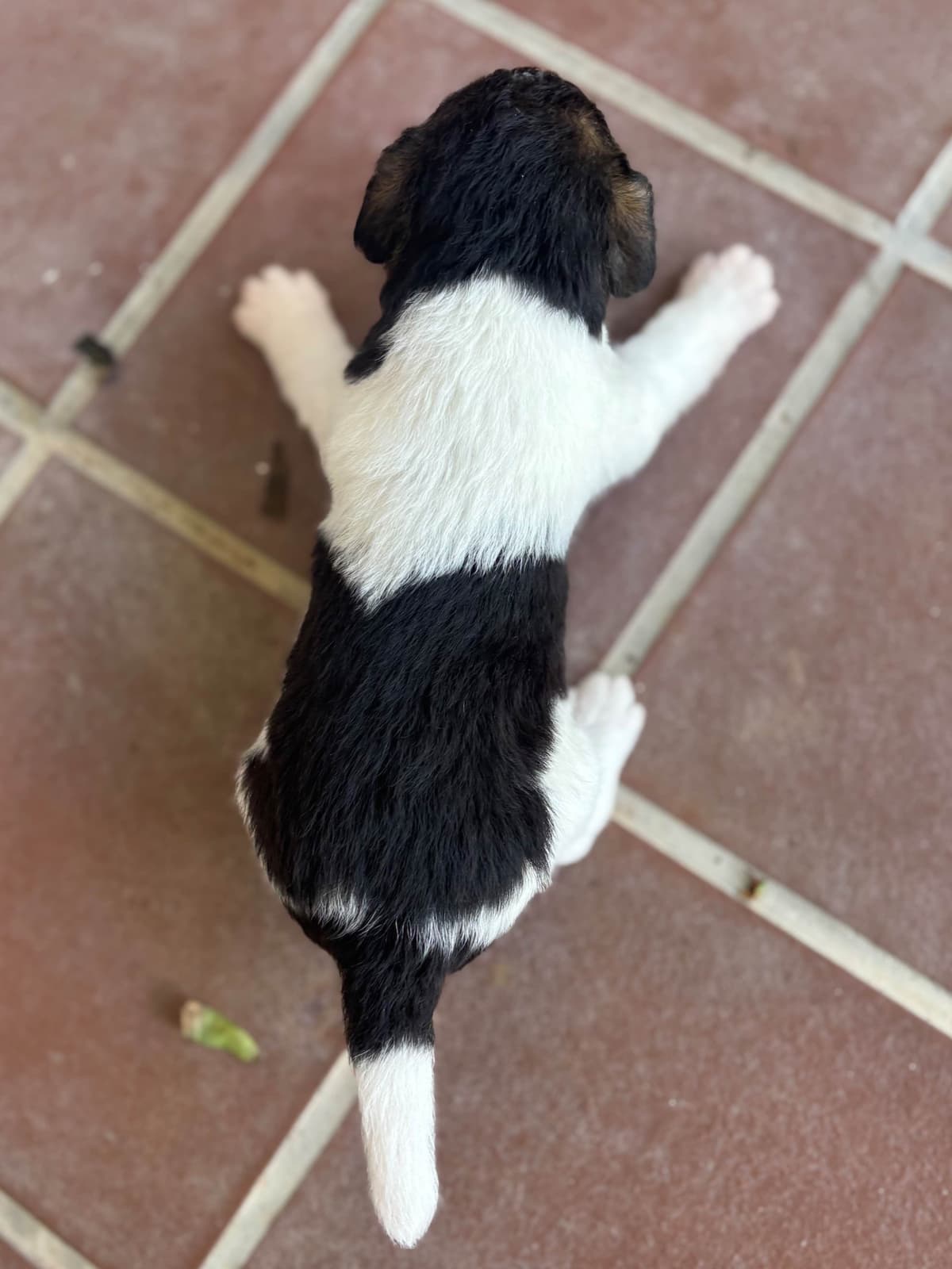 Wire Fox Terrier Puppies breeder image 3
