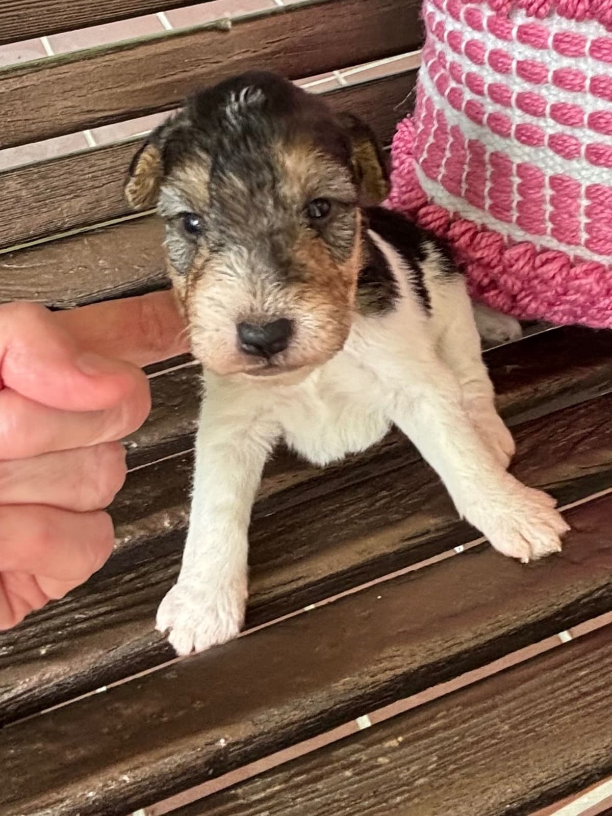 Wire Fox Terrier Puppies breeder image 4