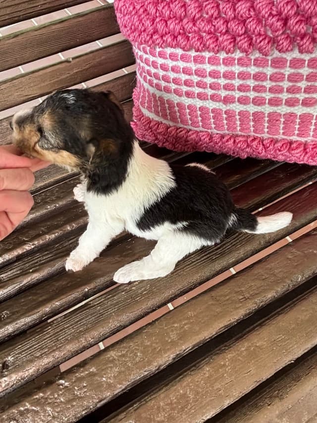 Wire Fox Terrier Puppies media 2