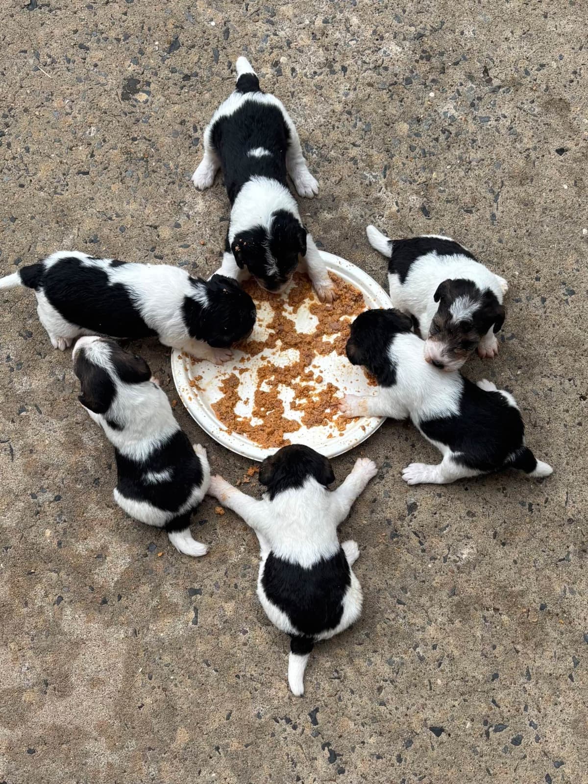 Wire Fox Terrier Puppies breeder image 5