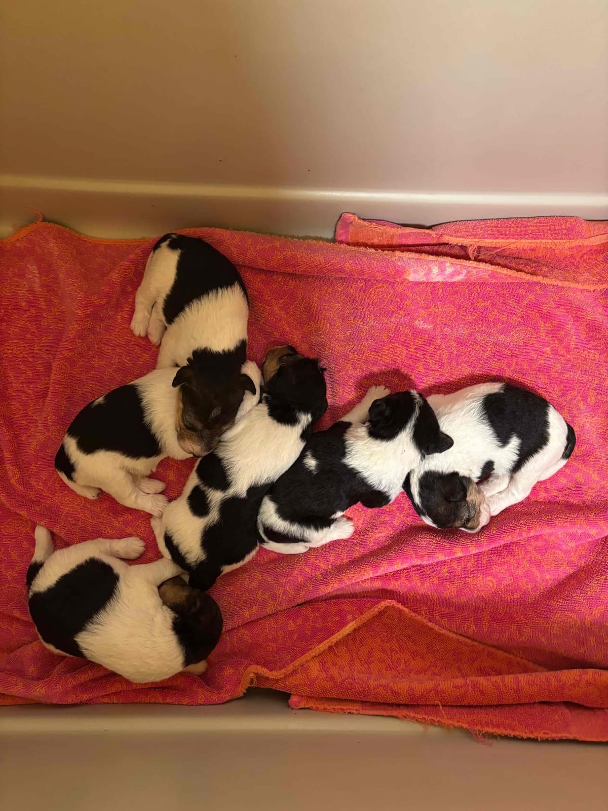 Wire Fox Terrier Puppies breeder image 6