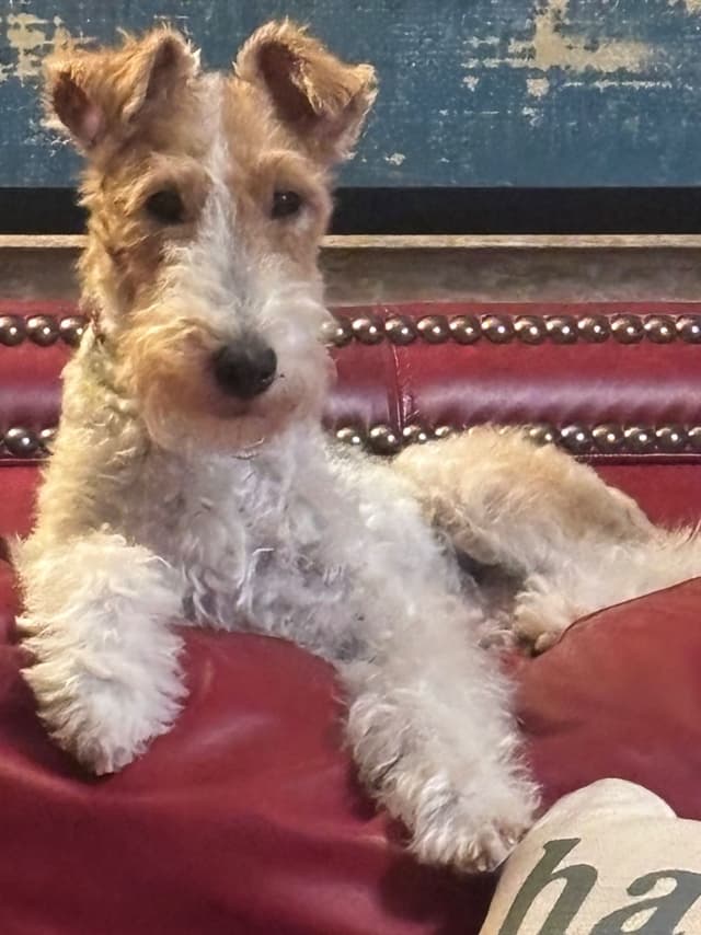 Wire Fox Terrier Puppies media 5