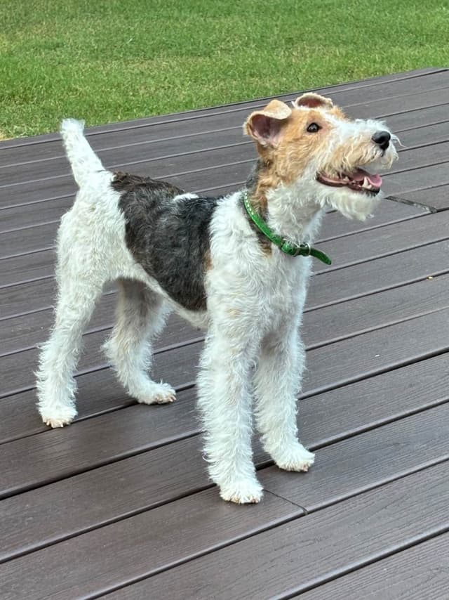 Wire Fox Terrier Puppies media 6