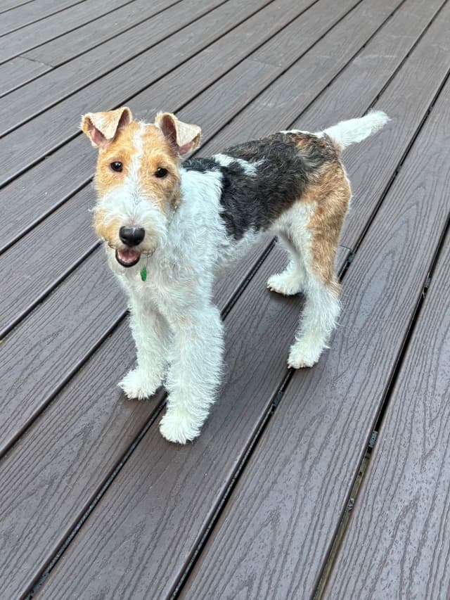 Wire Fox Terrier Puppies media 7