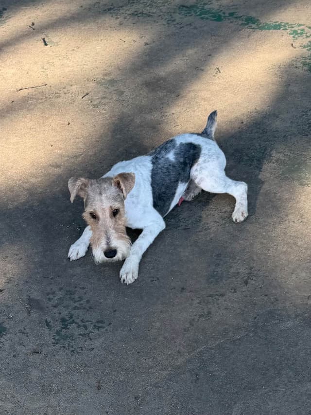 Wire Fox Terrier Puppies media 8