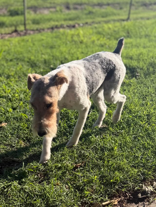 Wire Fox Terrier Puppies media 9