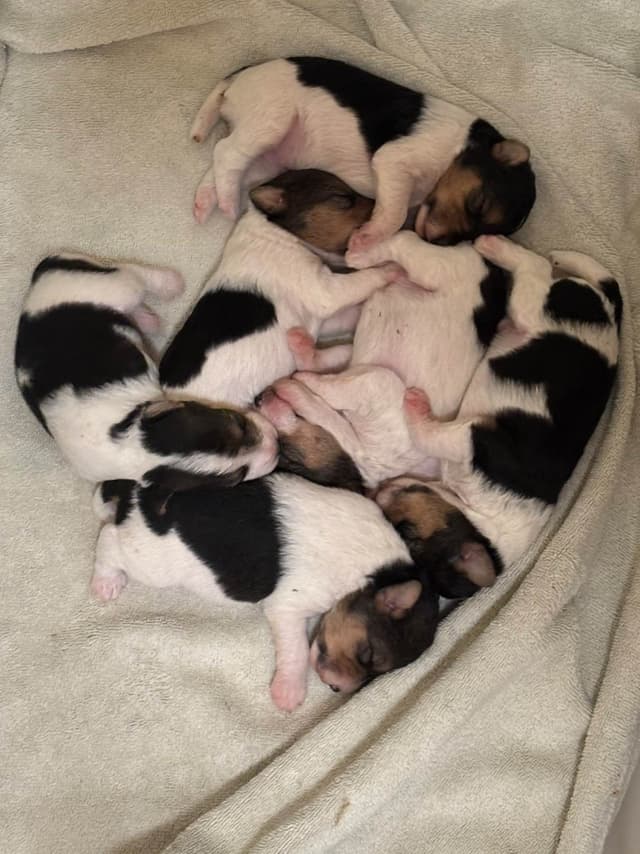 Wire Fox Terrier Puppies media 11