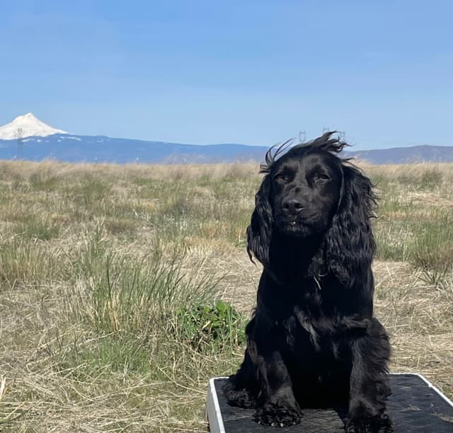 English Cocker Spaniel Puppies media 2