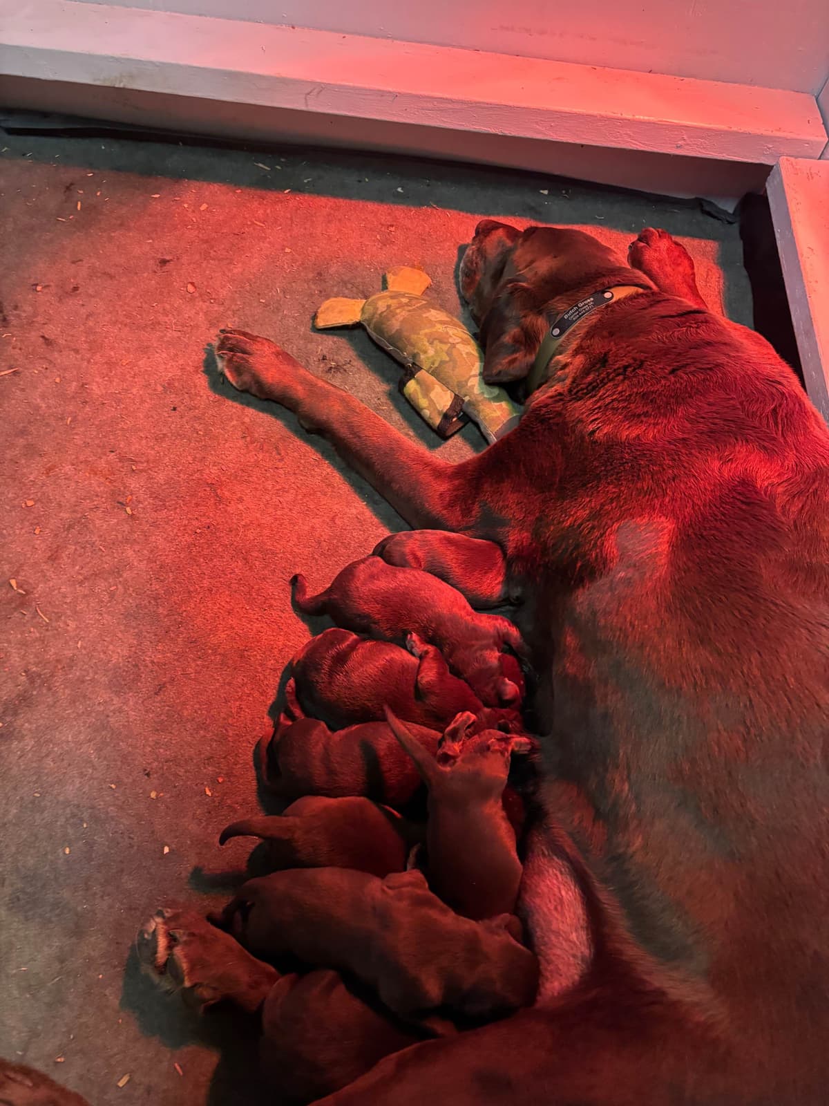 Labrador Retriever Puppies breeder image 3