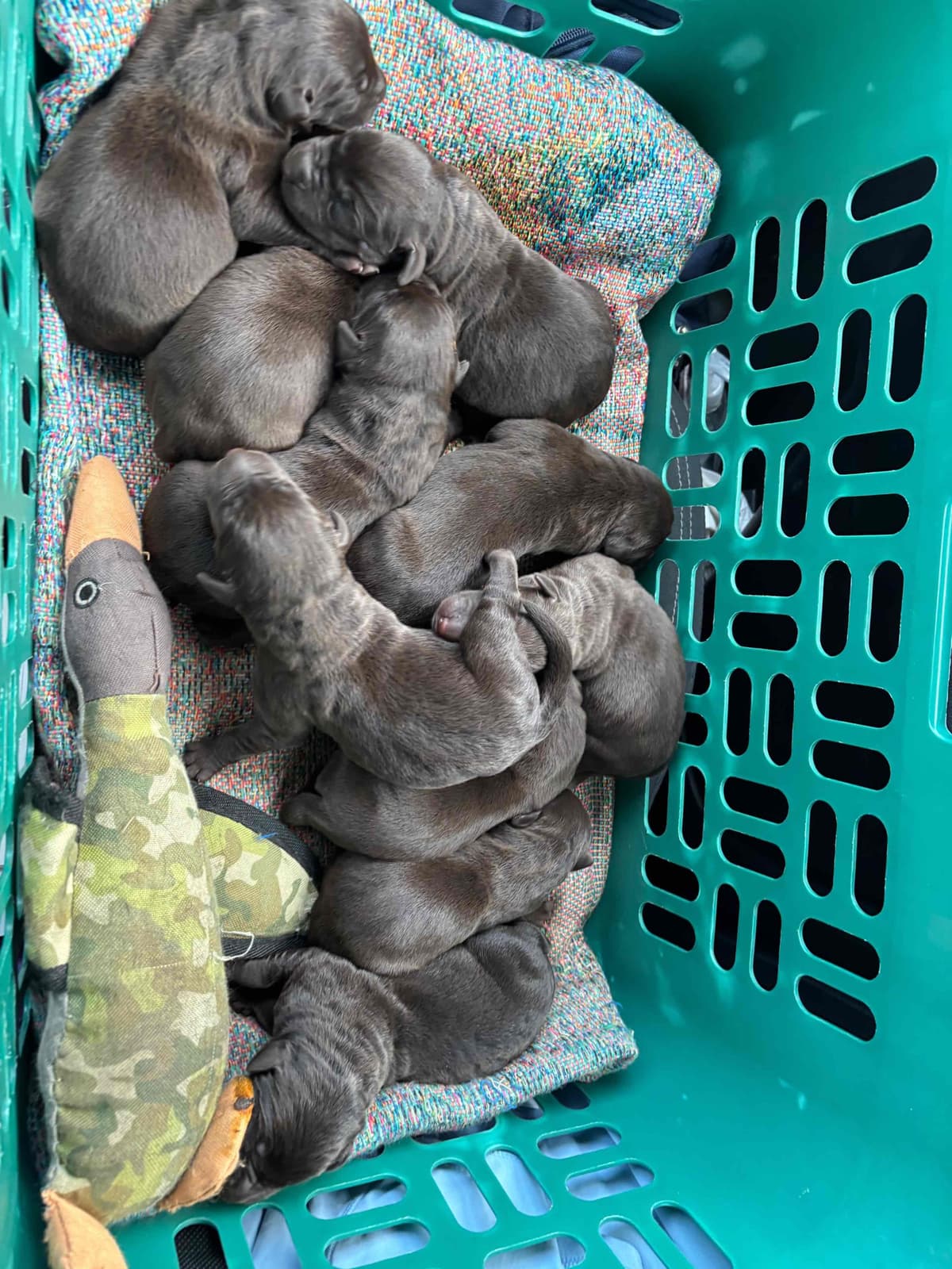 Labrador Retriever Puppies breeder image 4