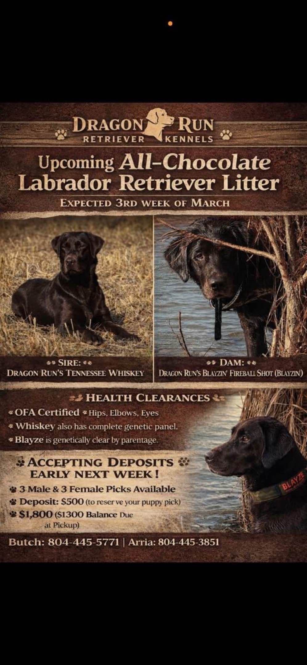 Labrador Retriever Puppies breeder image 5