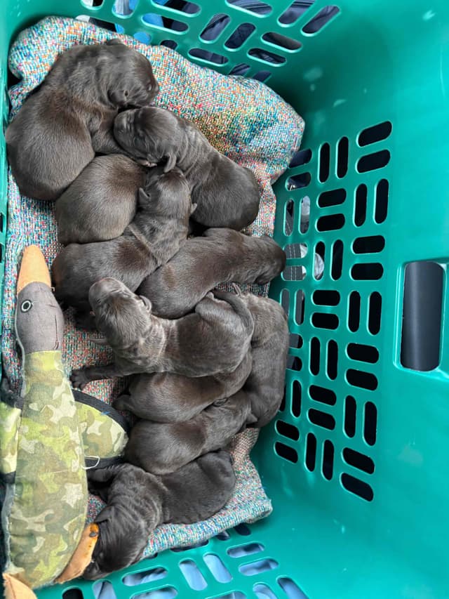 Labrador Retriever Puppies media 4