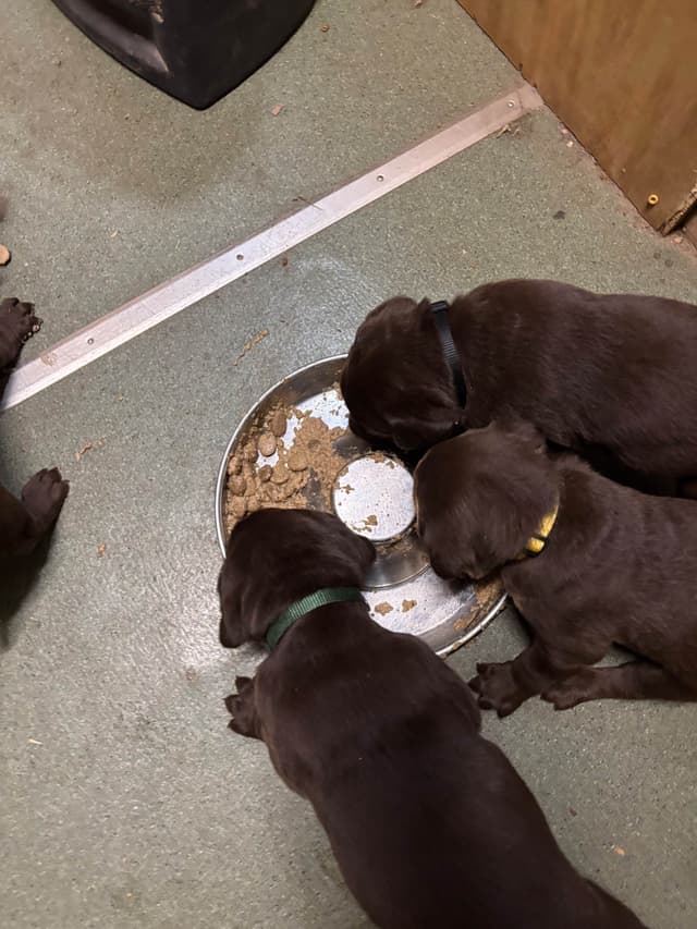 Labrador Retriever Puppies media 5