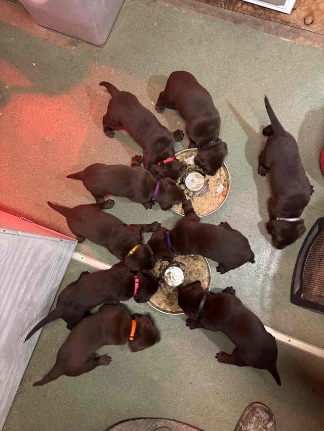 Labrador Retriever Puppies media 6