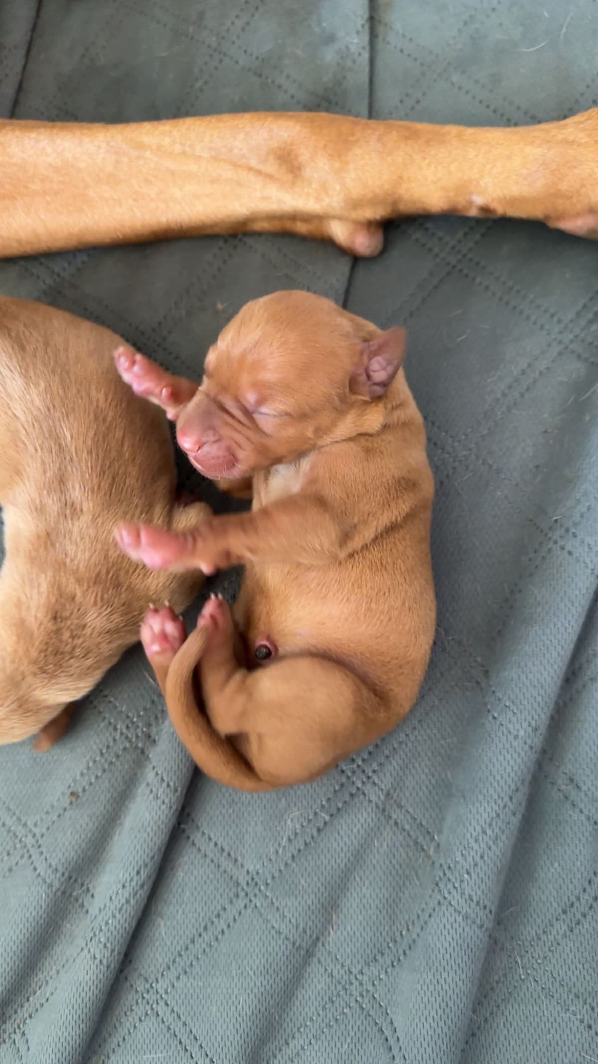 Vizsla Puppies breeder image 1