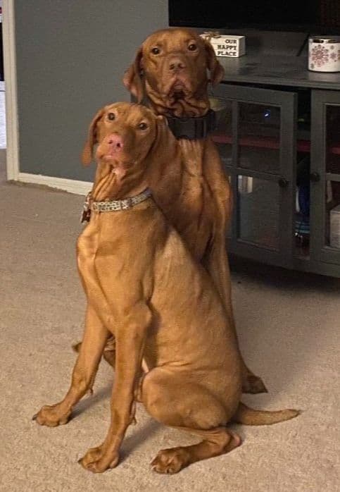 Vizsla Puppies breeder image 3