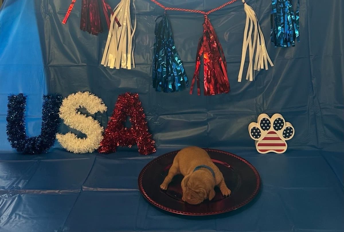 Vizsla Puppies breeder image 5