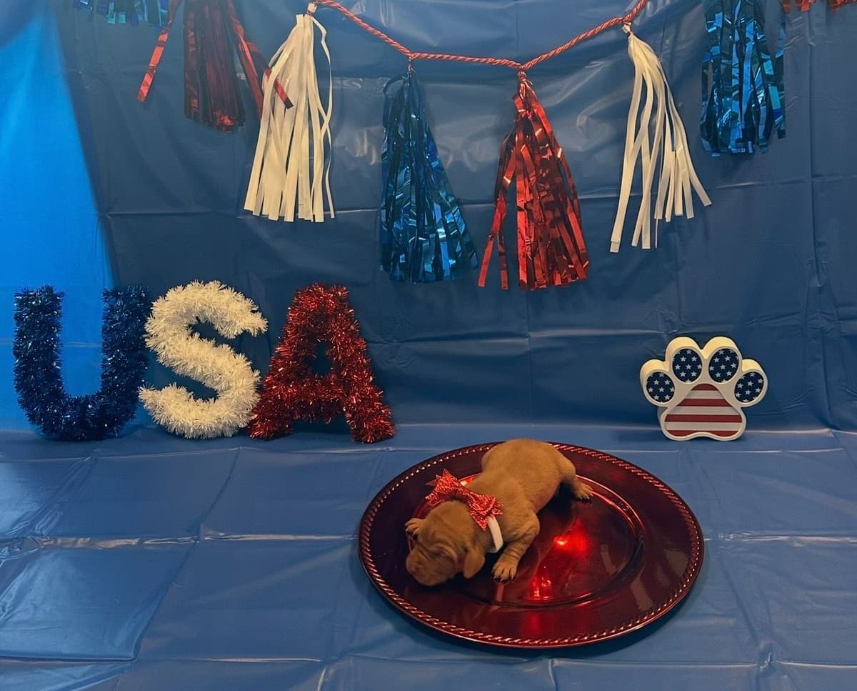 Vizsla Puppies breeder image 12