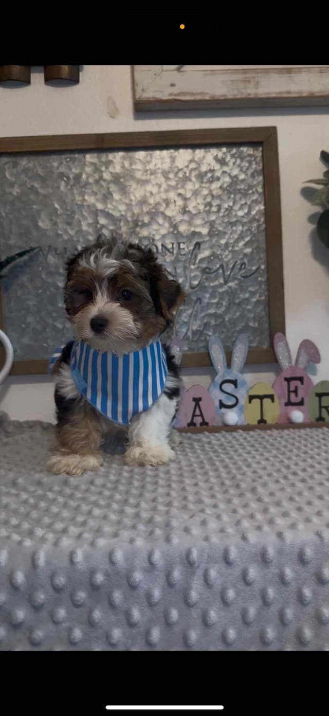 Biewer Terrier boy media 3
