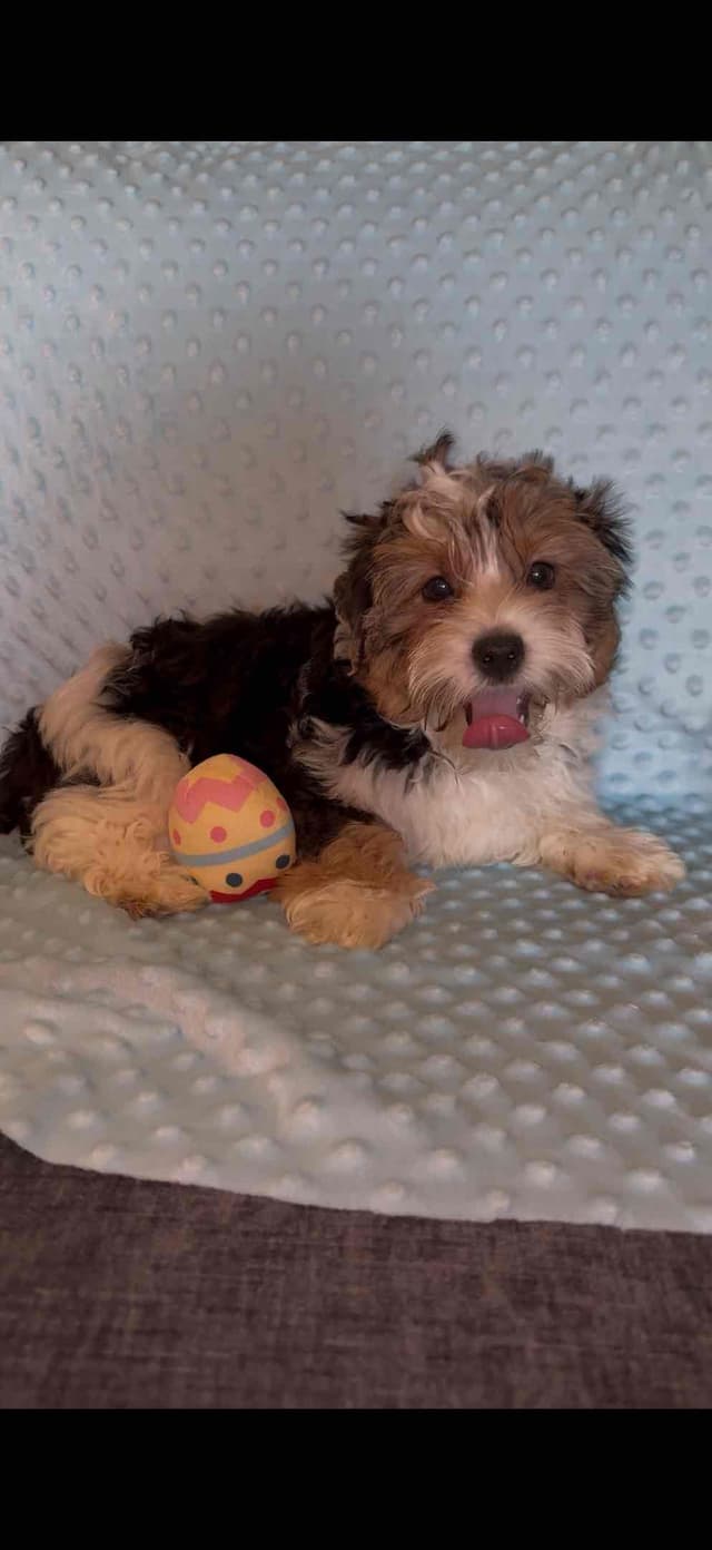 Biewer Terrier boy media 2