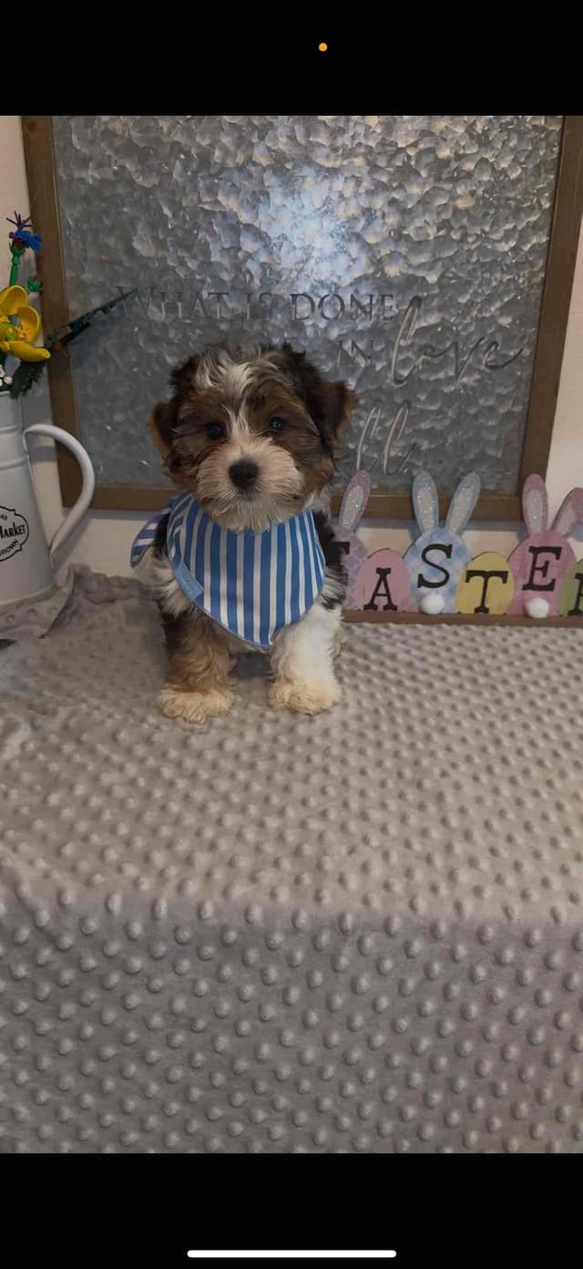Biewer Terrier boy media 4
